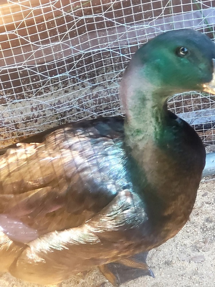 4+ Cayuga Duck Hatching Eggs Pure Breed 😍 Plus Free Gift