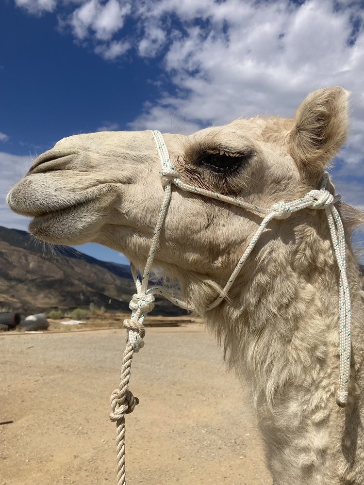 Camel Rope Halter, size small (1-2yo) Camel🐪, Strong Rope