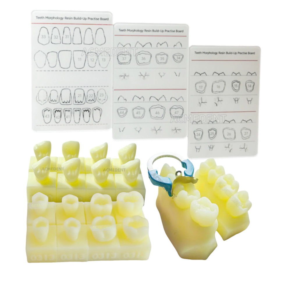 Dental Caries Decay Teeth Model Tooth Simulate Class Ⅱ  Resin Restore Template