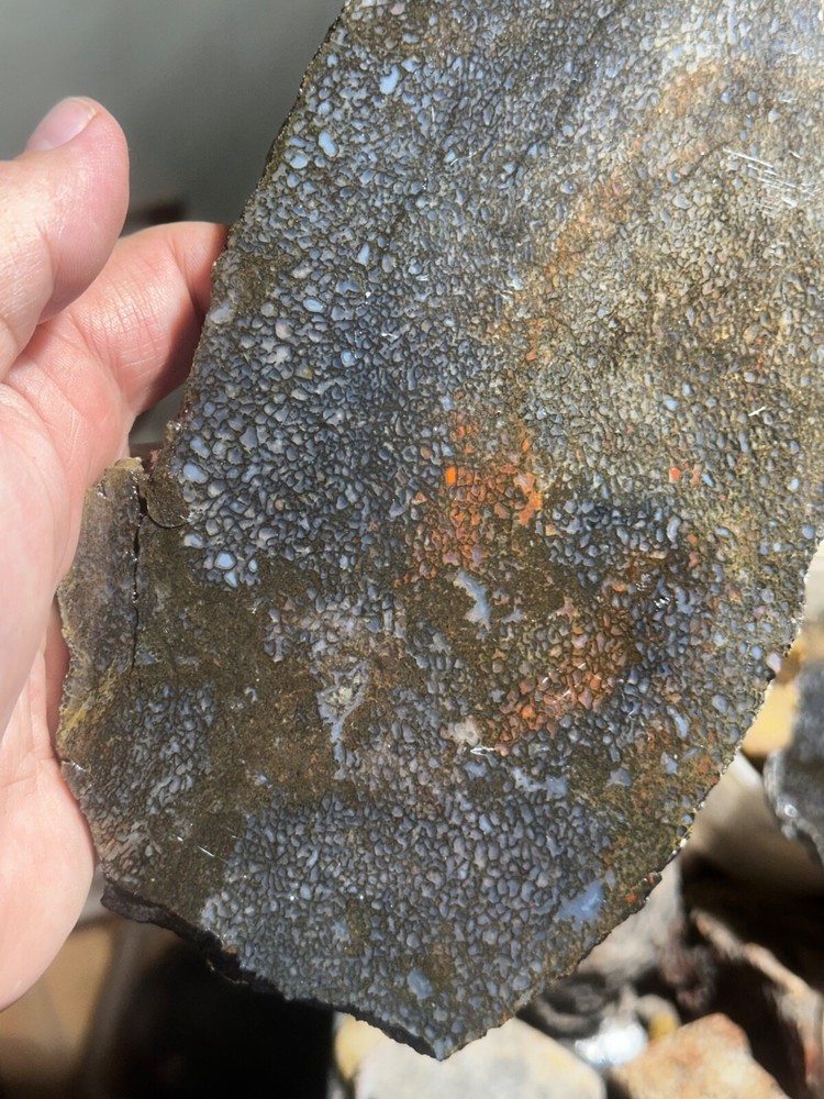 Dinosaur bone rough **hxtled large slab.