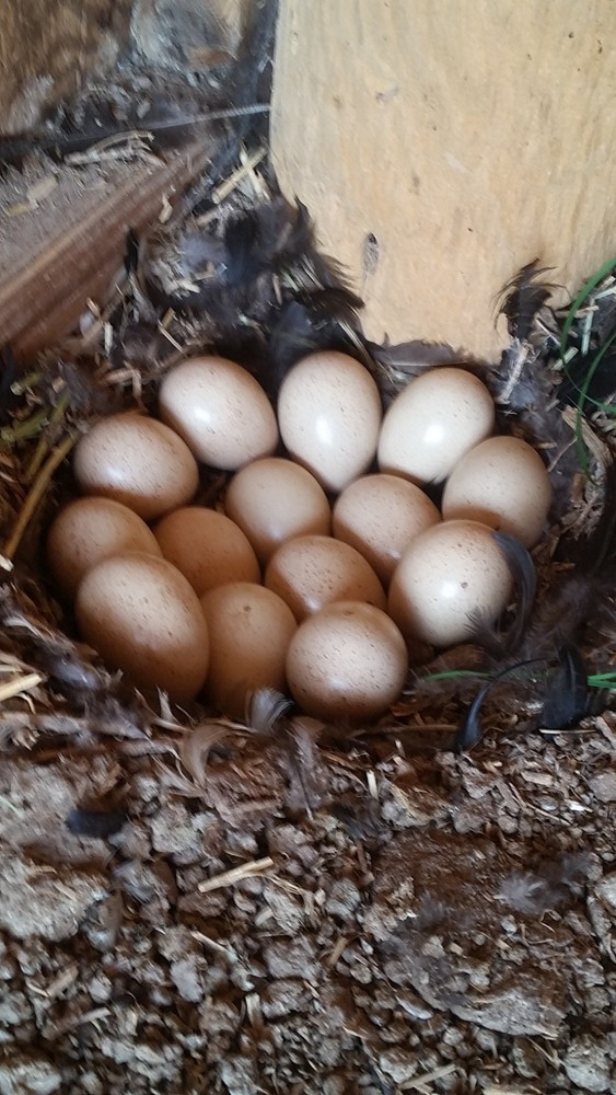 Chukar Partridge Hatching Eggs 6 Total