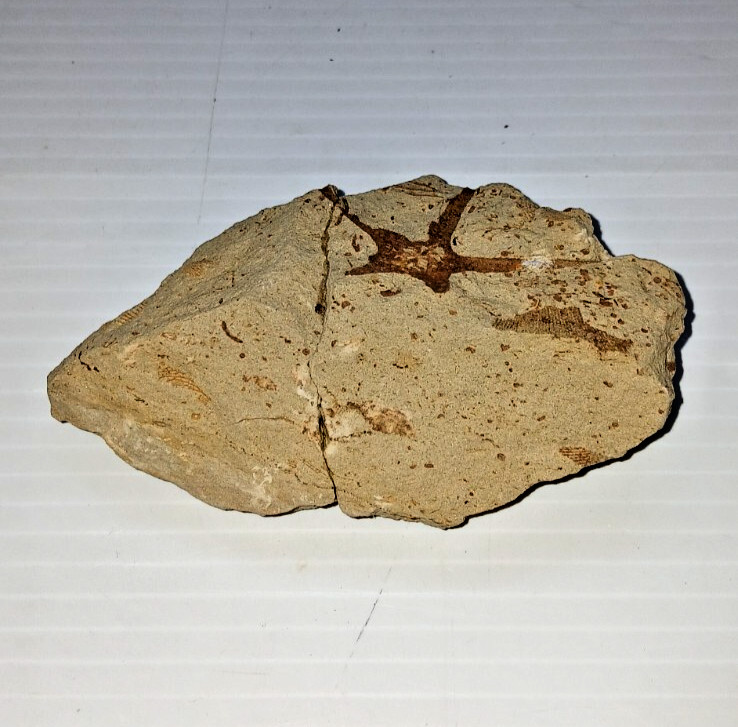 Starfish Fossil