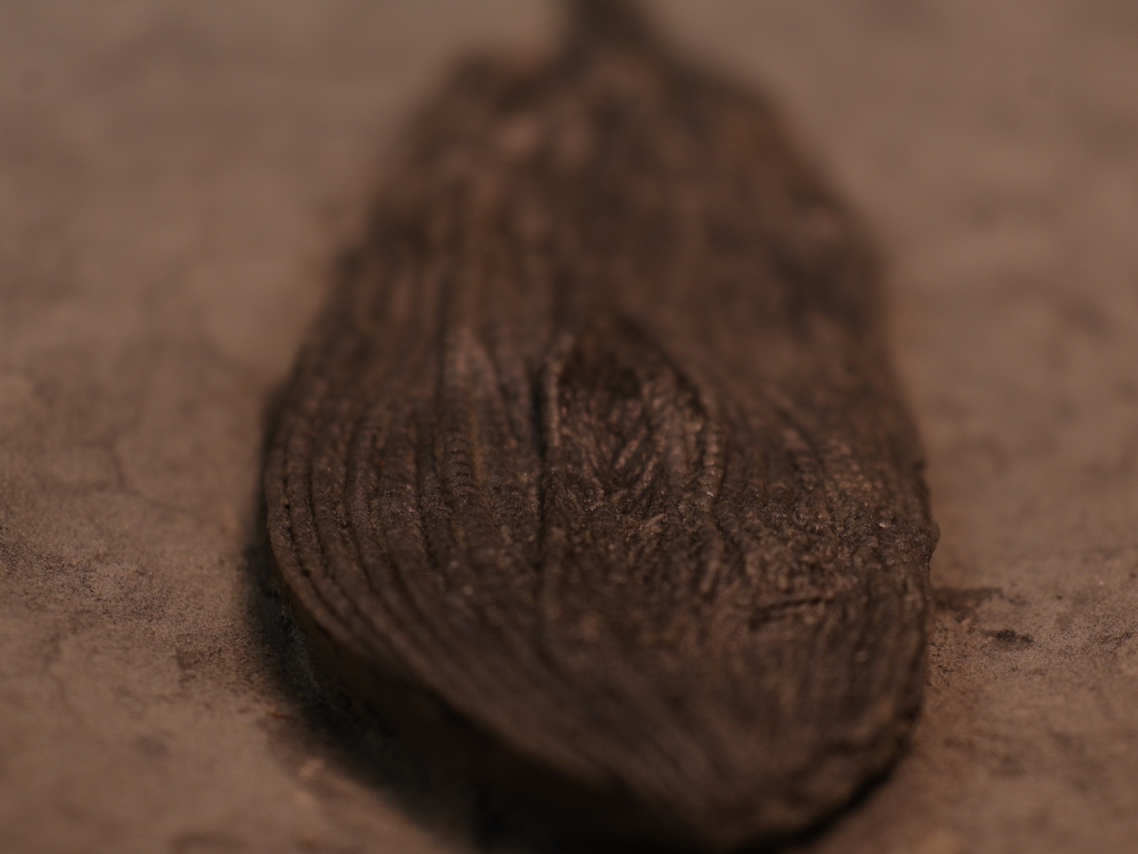 Sweet Pachylocrinus aequalis Fossil Crinoid, Crawfordsville, IN