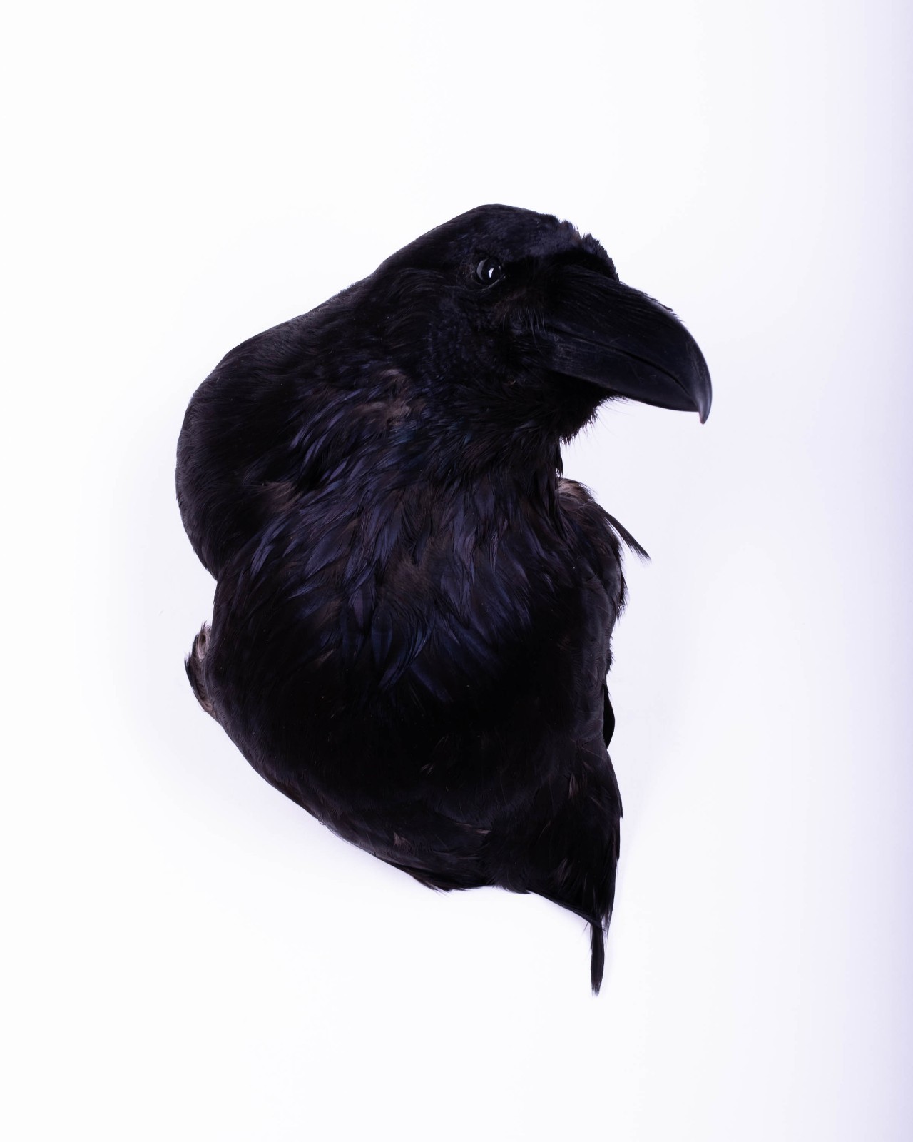 Taxidermy Carrion Crow Head Bird Wall mount Real Stuffed Animal Hunt Lodge Decor