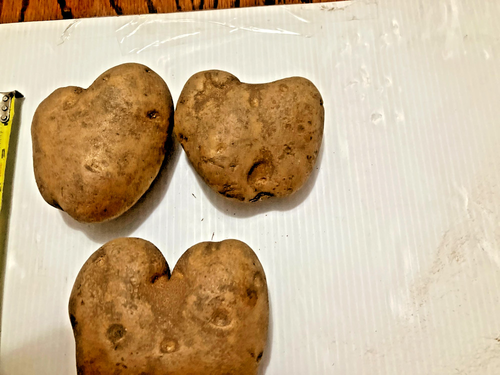 (3) Heart Shaped Potatoes
