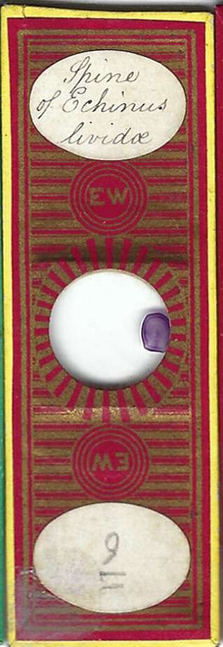 Echinus lividae Spine Microscope Slide by E. Wheeler