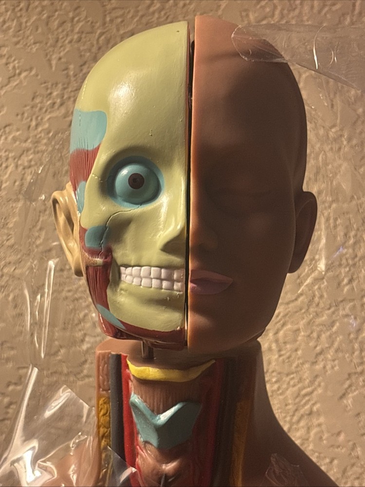 Human Torso Model 50cm