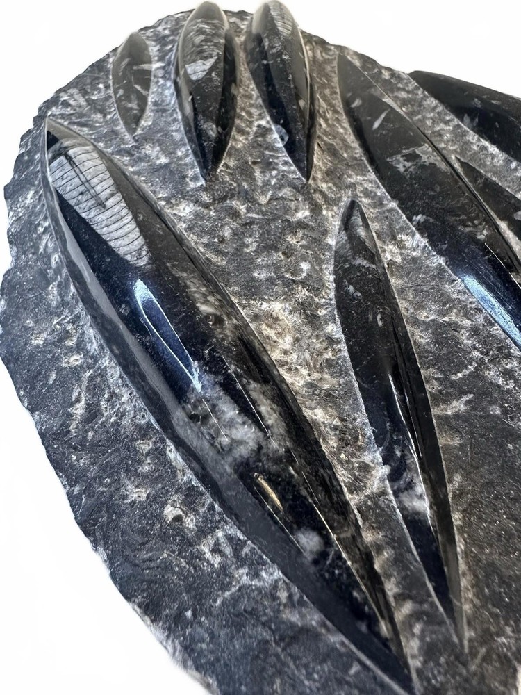Fossilized Orthoceras Stone Slab - A Glimpse Into Ancient Seas