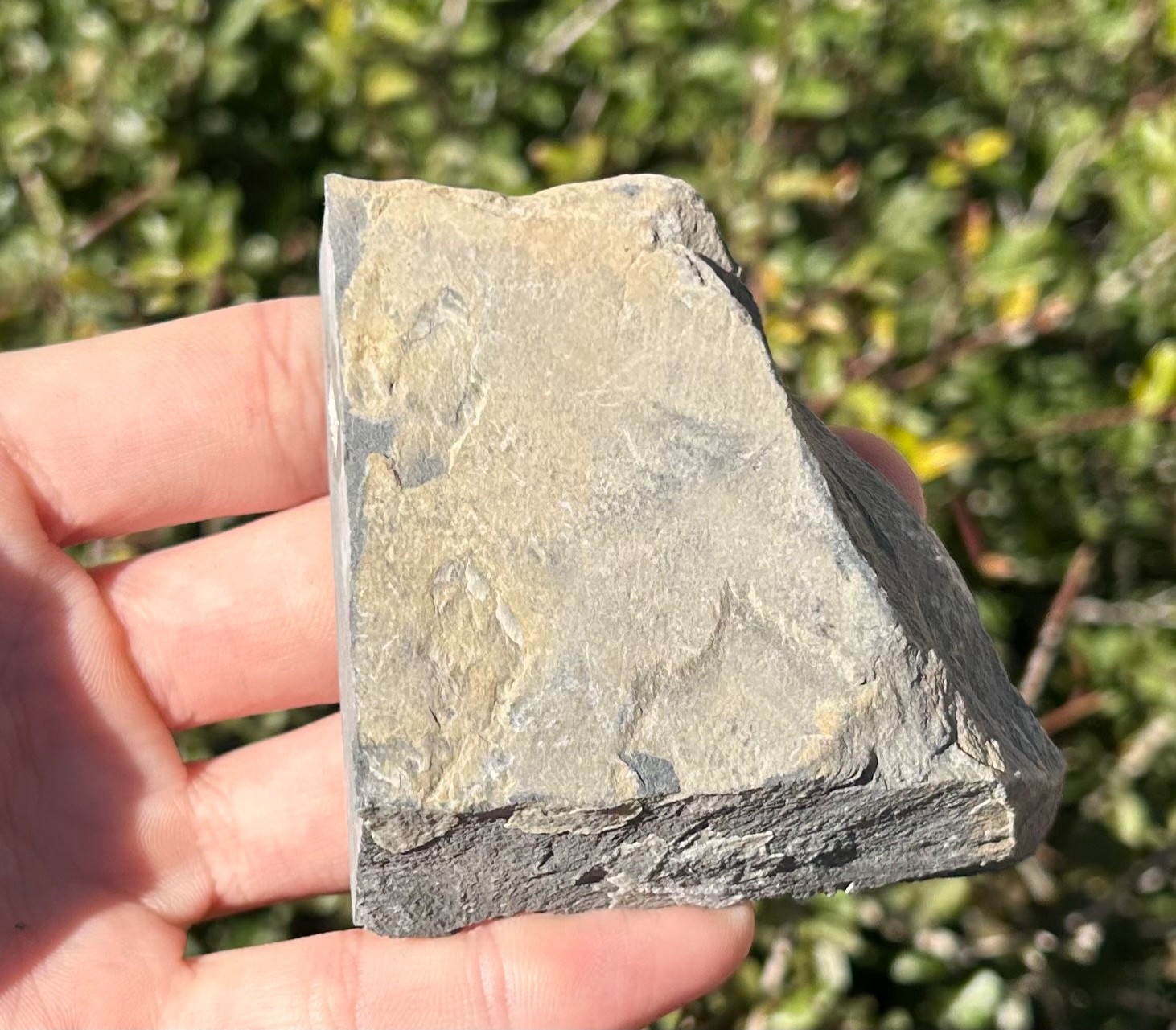 Washington Fossil Trilobite Ogygopsis Metaline Formation Cambrian Bug in Matrix