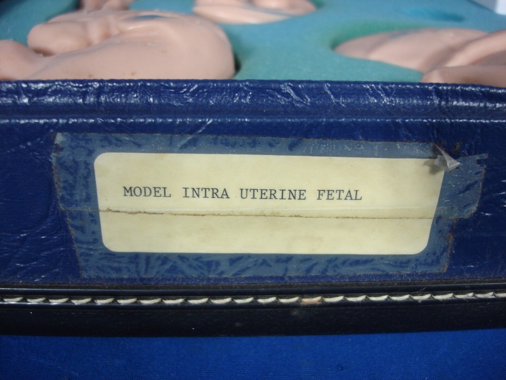 Vintage Trainex Fetal Development Trainer