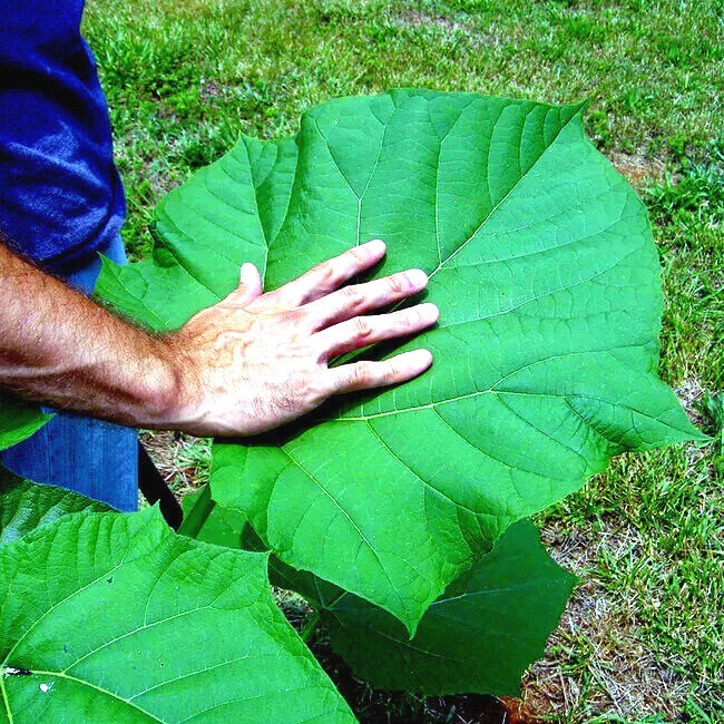 50 Royal Empress (Paulownia tomentosa) Seeds "FASTEST GROWING TREE in the WORLD"