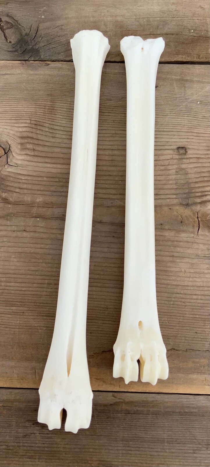 2 Deer Leg Cannon Bones Metacarpal Metatarsal