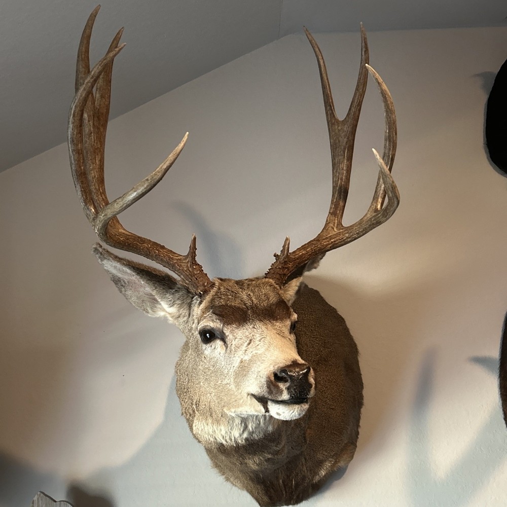 10 POINT MULE DEER 21.25 SPREAD MONSTER