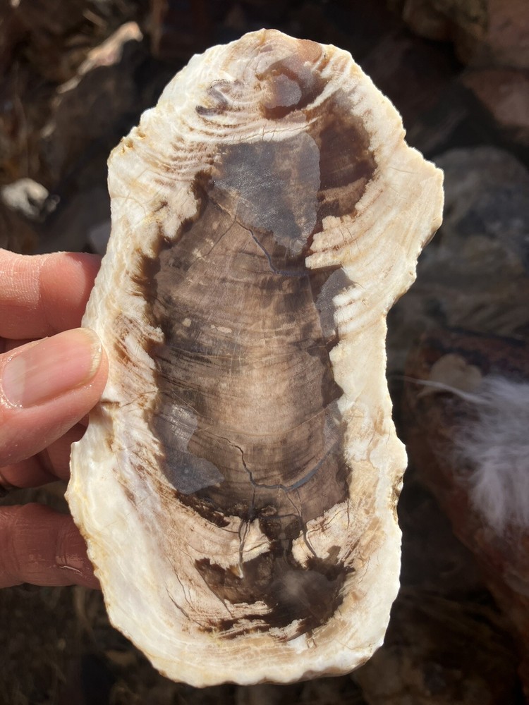 Petrified Wood Slab