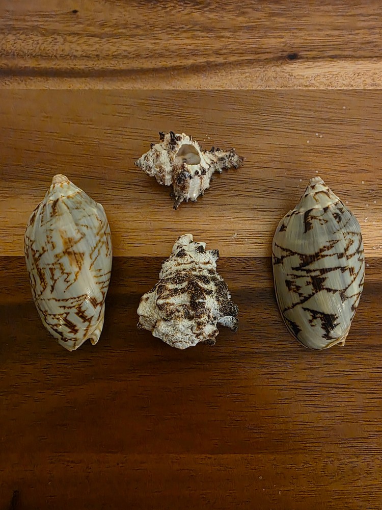 Ocean Seashell Lot - Estate Find
