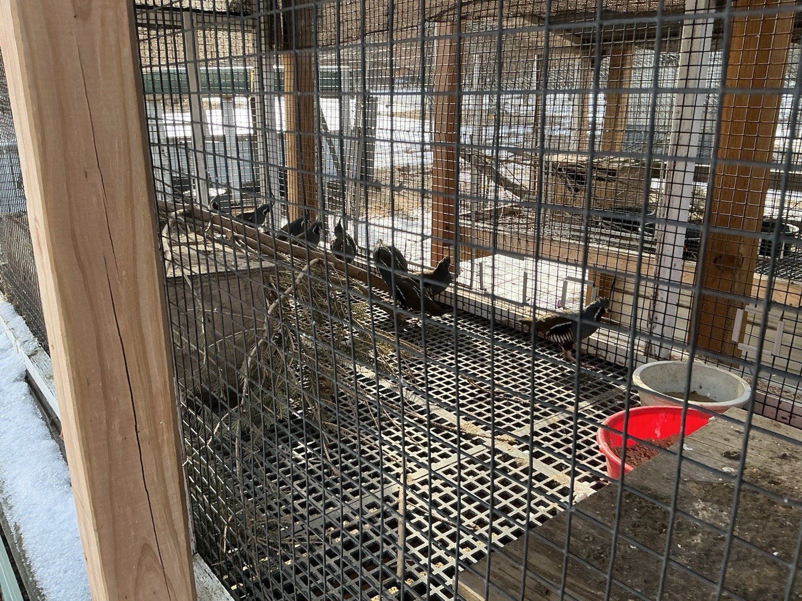 PRESALE Mountain Quail Hatching Eggs Qty 10+2 Shipping Late April Or May