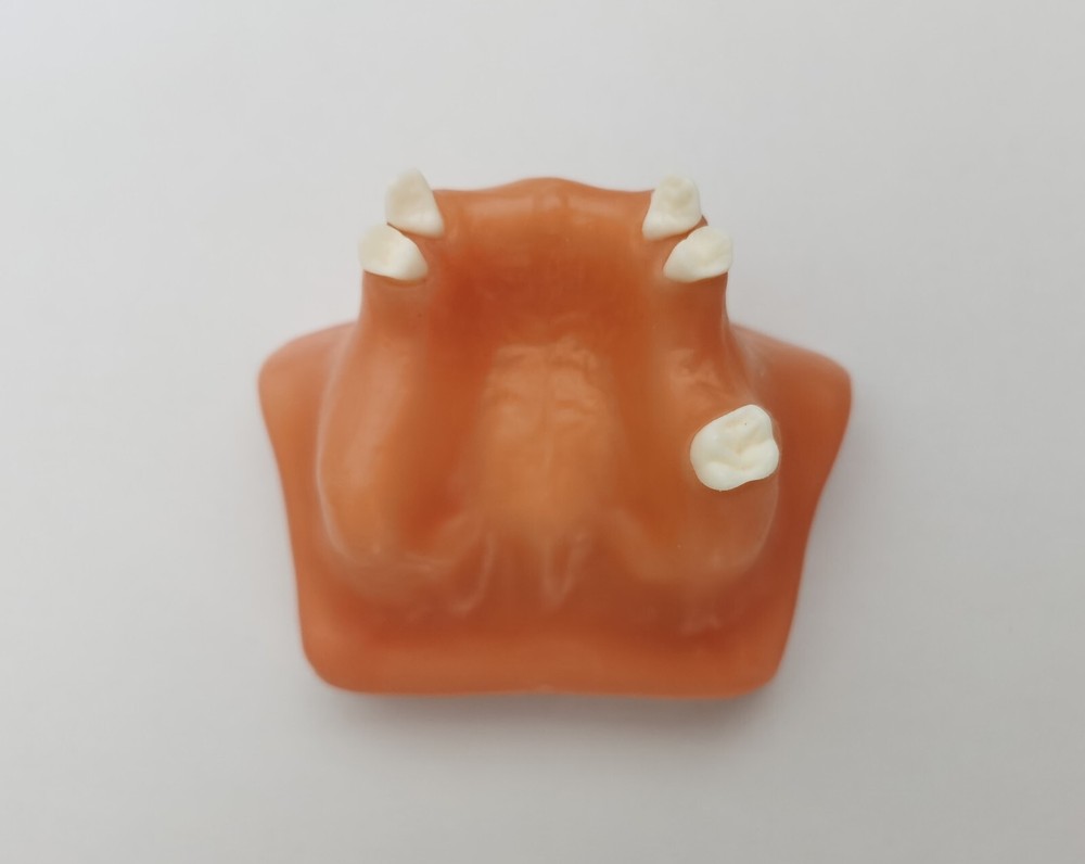 Dental Maxillary Sinus Lift Model Typodont Practice Model Show