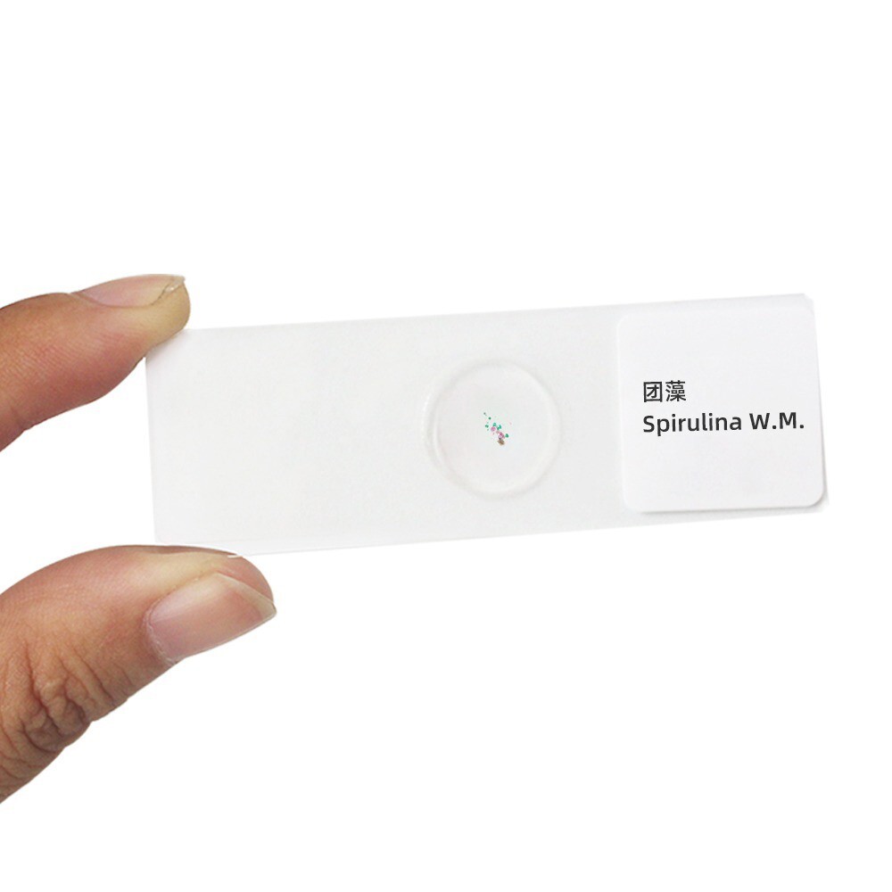10PCS Prepared Microscope Slides in Algae Specimen f Teaching & Research