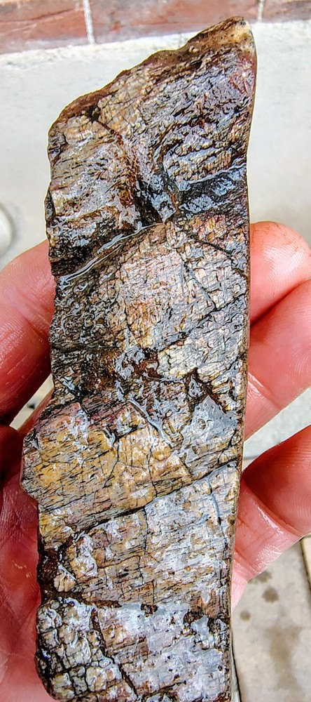 Utah Dinosaur Bone Fossil -
