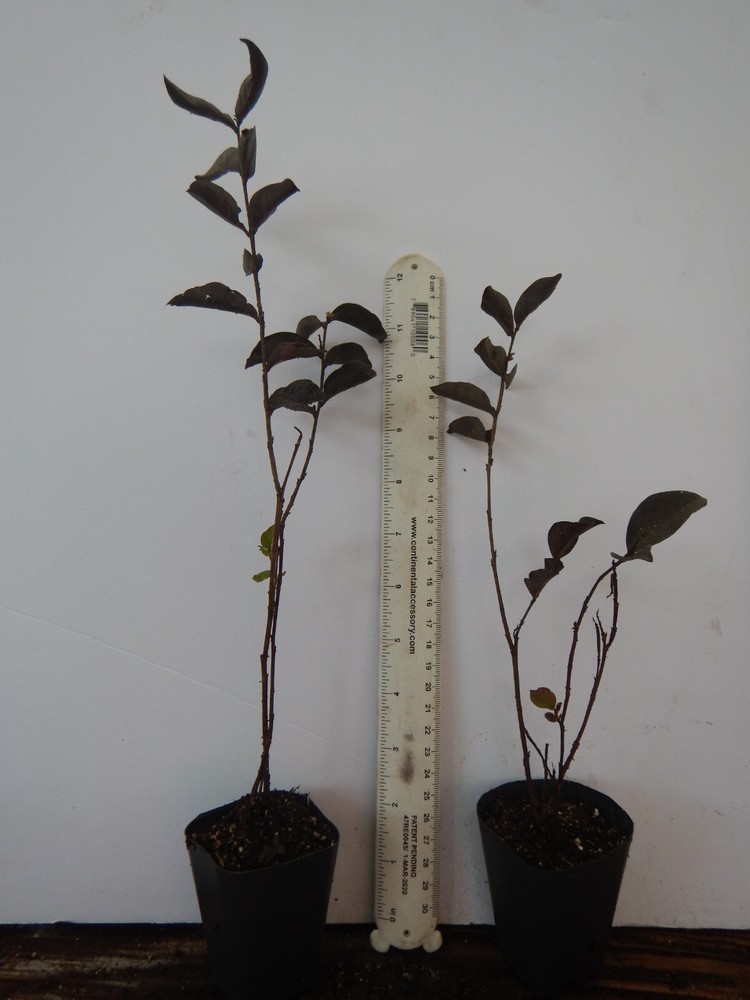 Ruby Thunderstruck Crape Myrtle Starter Lagerstroemia Rooted "STARTER" Plant