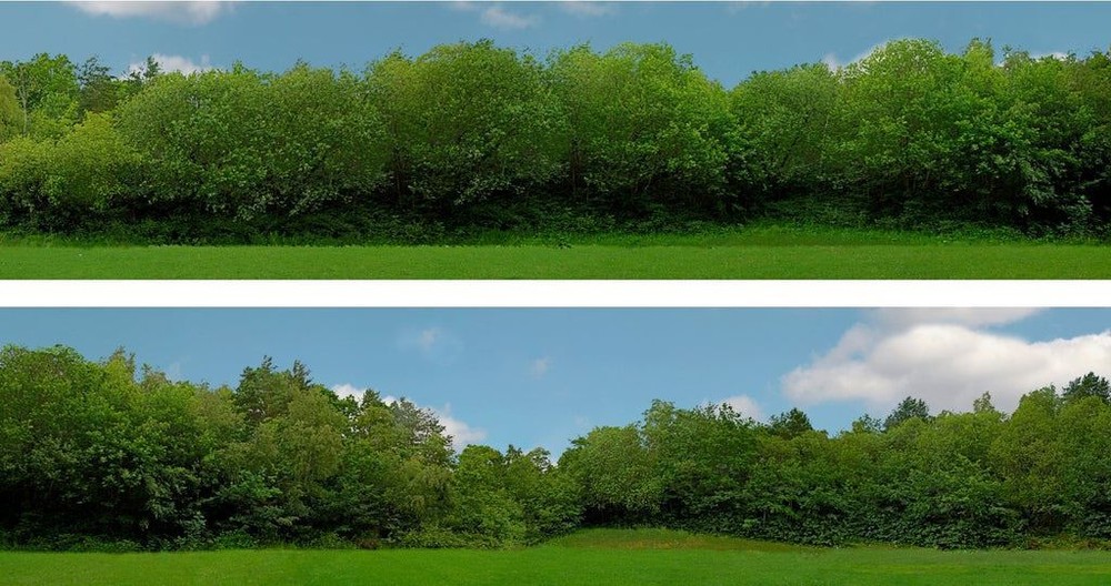 Scenic Backgrounds Oo / Ho Tall Trees Pack C Id Backscenes Id149c