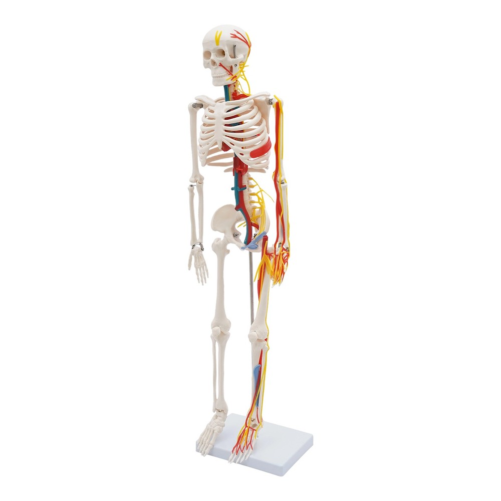 34 Inch Human Skeleton Model Skeleton Human Model Standing Style Skeleton Model