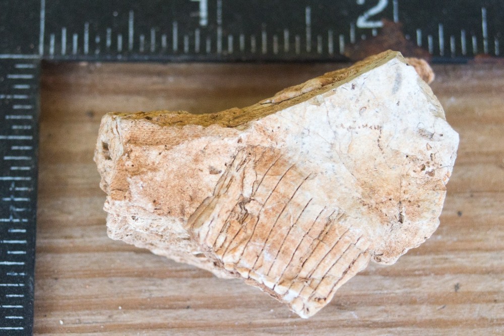 NE Oklahoma Fossil
