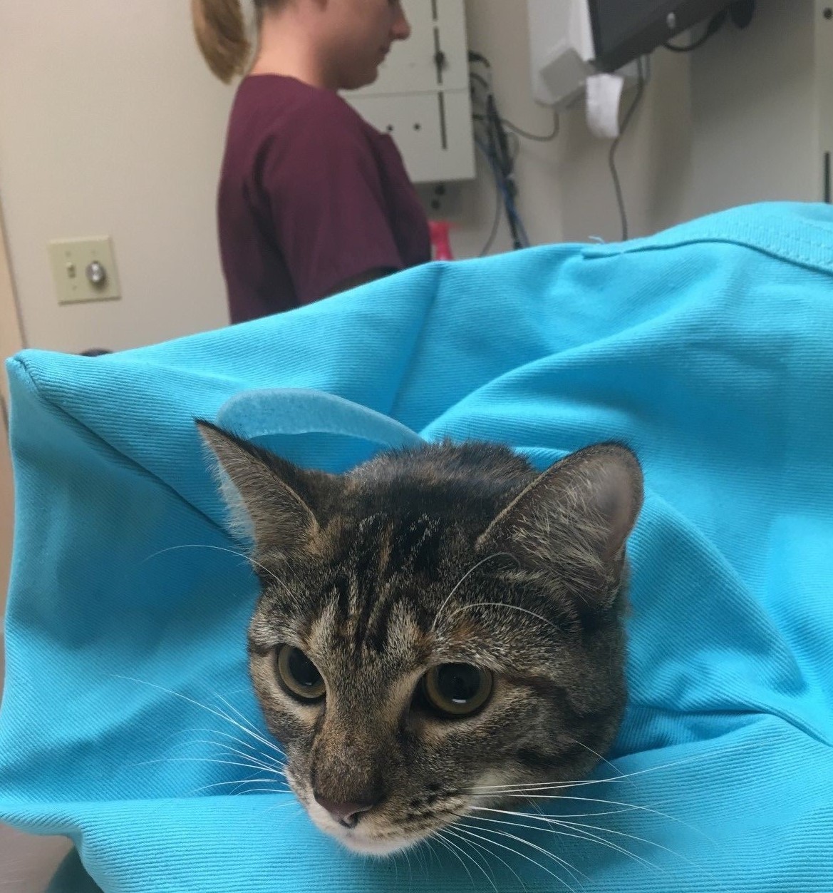 Cat-in-the-bag Cozy Comfort Carrier