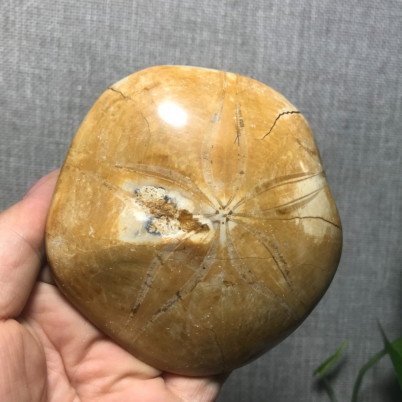 200g Starfish Crystal Specimen 13