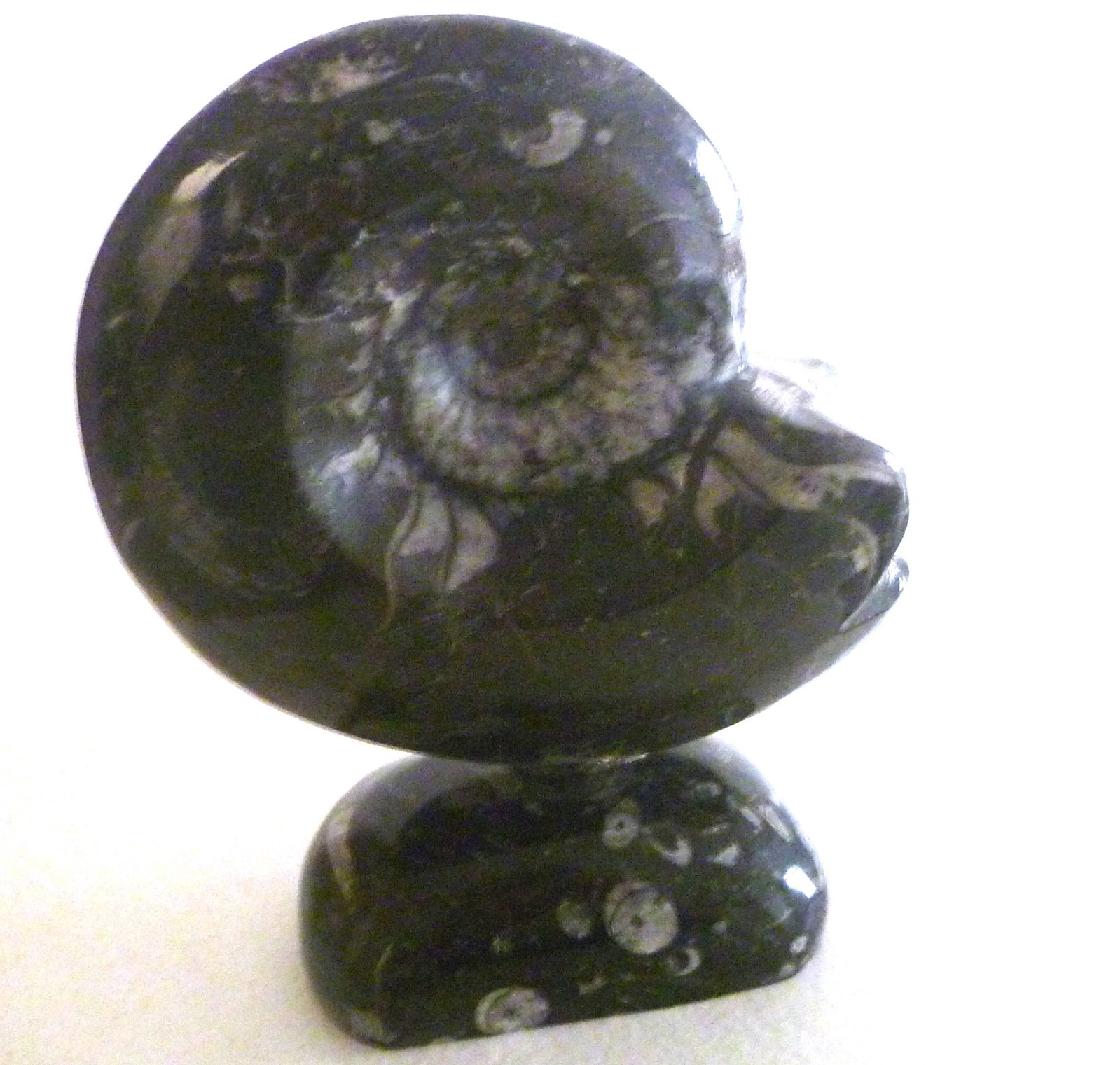 Ammonite Fossil Goniatite On Natural Stand Morocco Black/White Bands