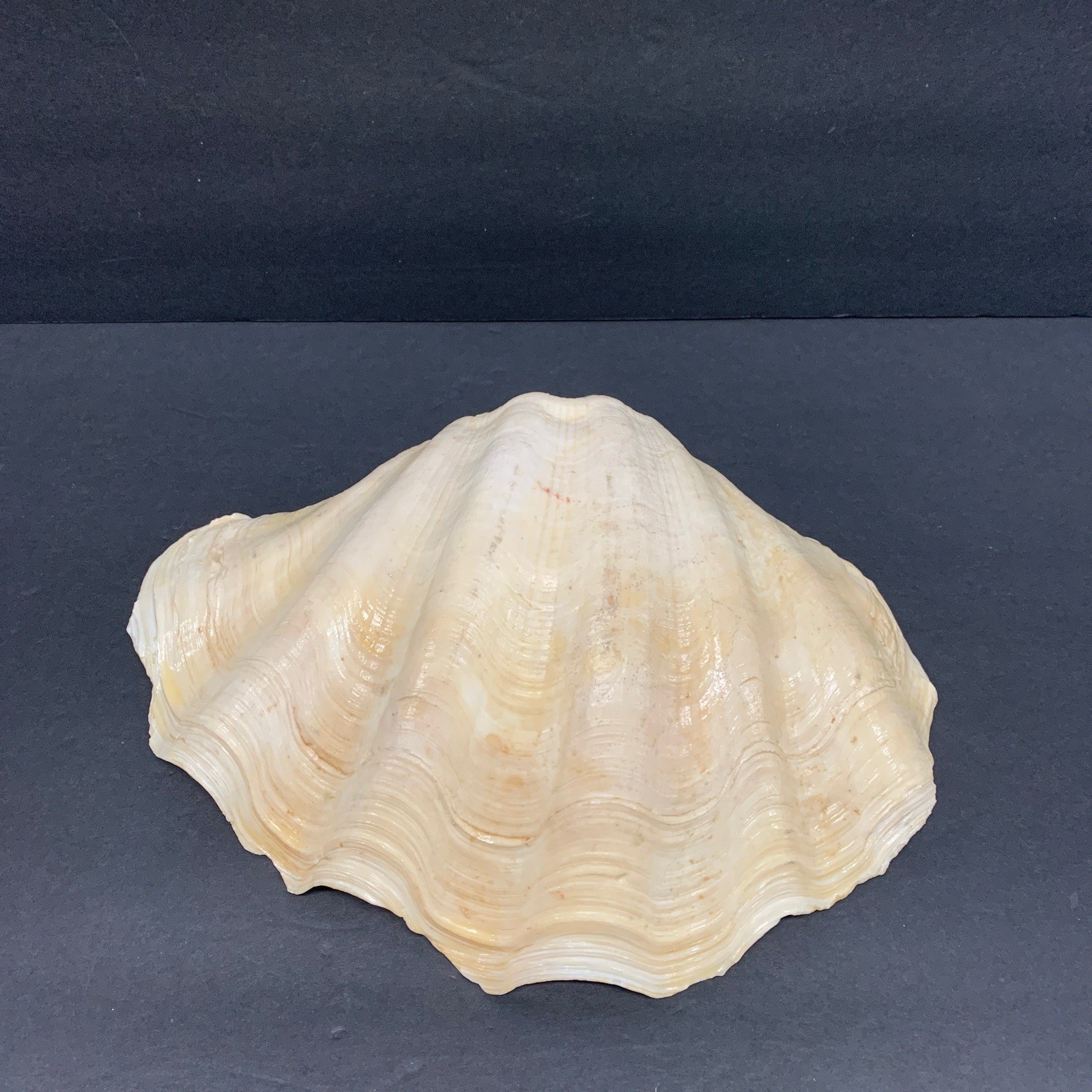 Tridacna Gigas Giant Natural Clam Shell - 12.5"x 8.5" - 5.11 lbs Vintage