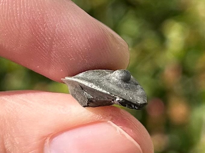 Trilobite Fossil Isotelus maximus Arnheim Formation Enrolled Ordovician Bug