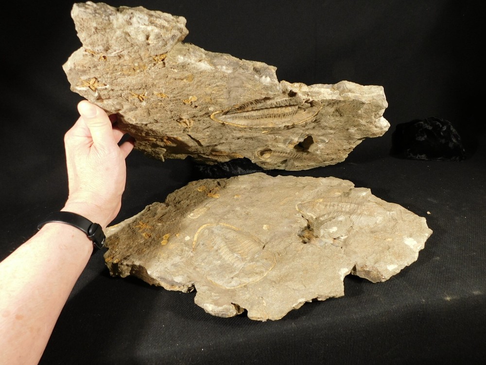 TWO BIG! Eudolatites Sp. Trilobite Fossils in HUGE SPLIT Matrix with STARFISH