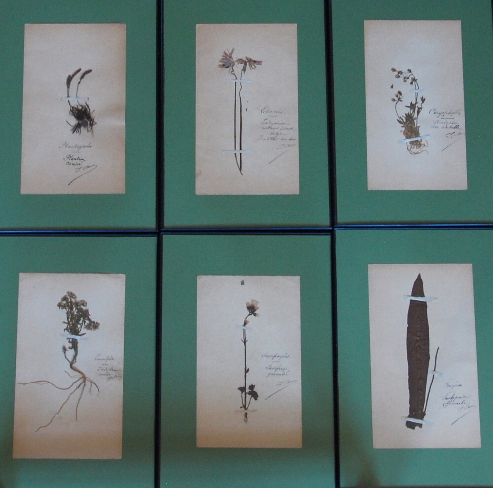 15 FRAMED ANTIQUE BOTANICAL ORIGINAL SPECIMENS ~ FRENCH 19c HERBARIUM PLANT