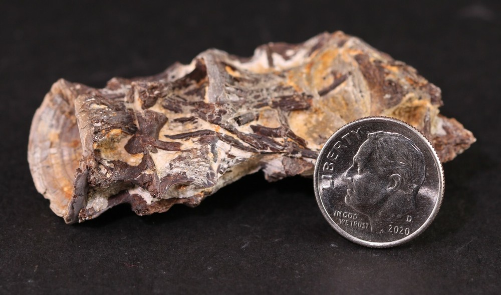 Fossil Fish Ichthyodectes Multiple Vertebrae Cretaceous Kansas COA #3307