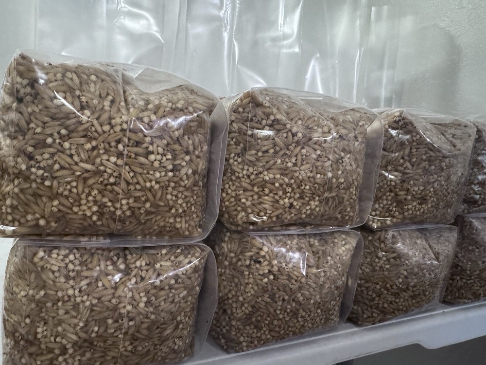 Sterilized grain spawn