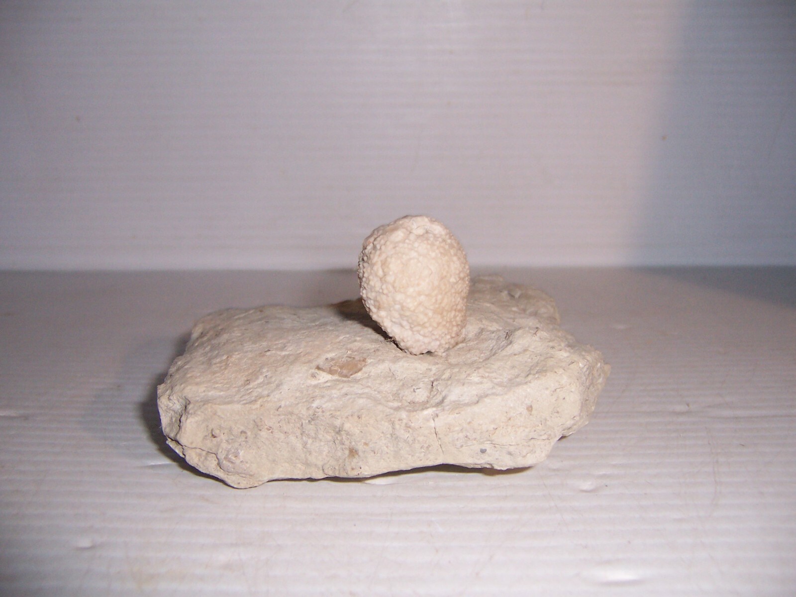 Fossil Holocystites Scutellatus Cystoid Silurian Niagaran Formation Osgood Shale