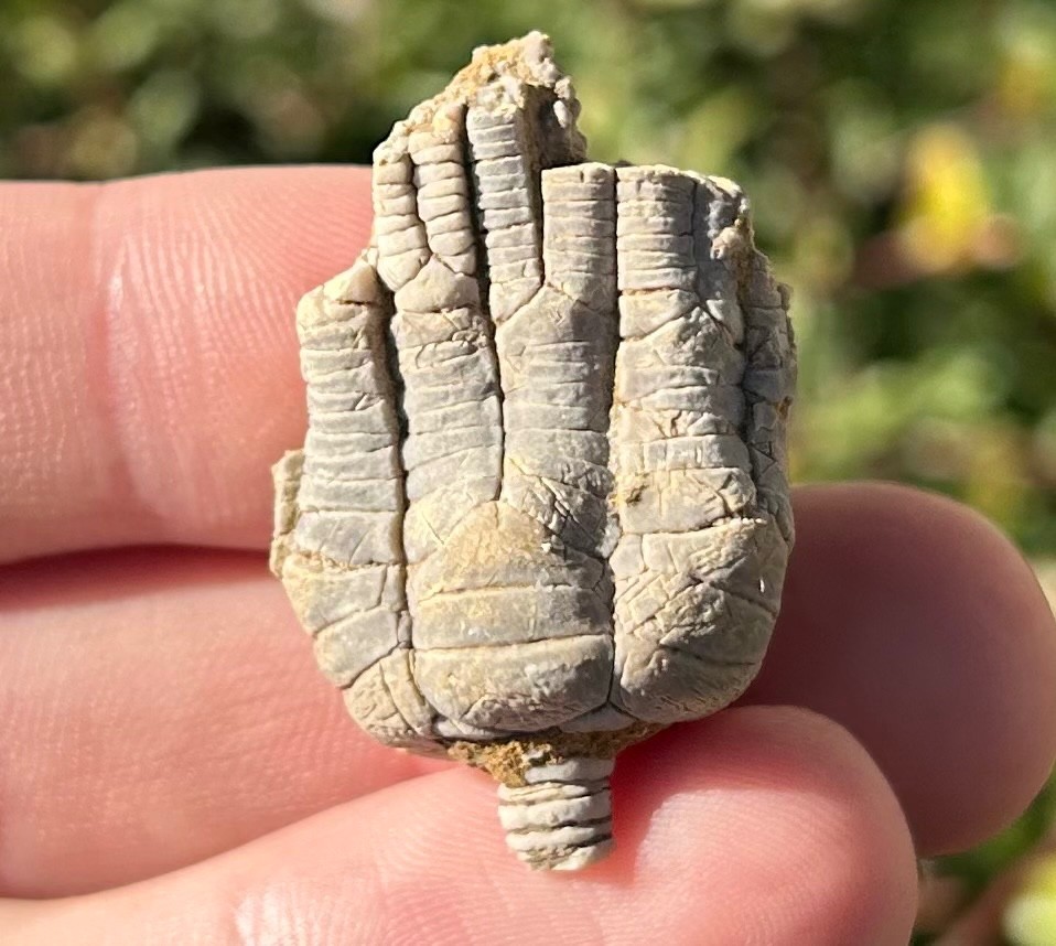 Alabama Fossil Crinoid Alcimocrinus ornatus Bangor Limestone Formation NICE