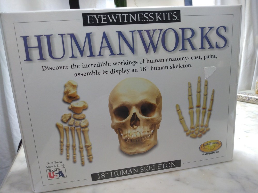 HUMAN WORKS 18" SKELETON SCIENCE EDUCATIONAL LEARNING Eyewitness Kits