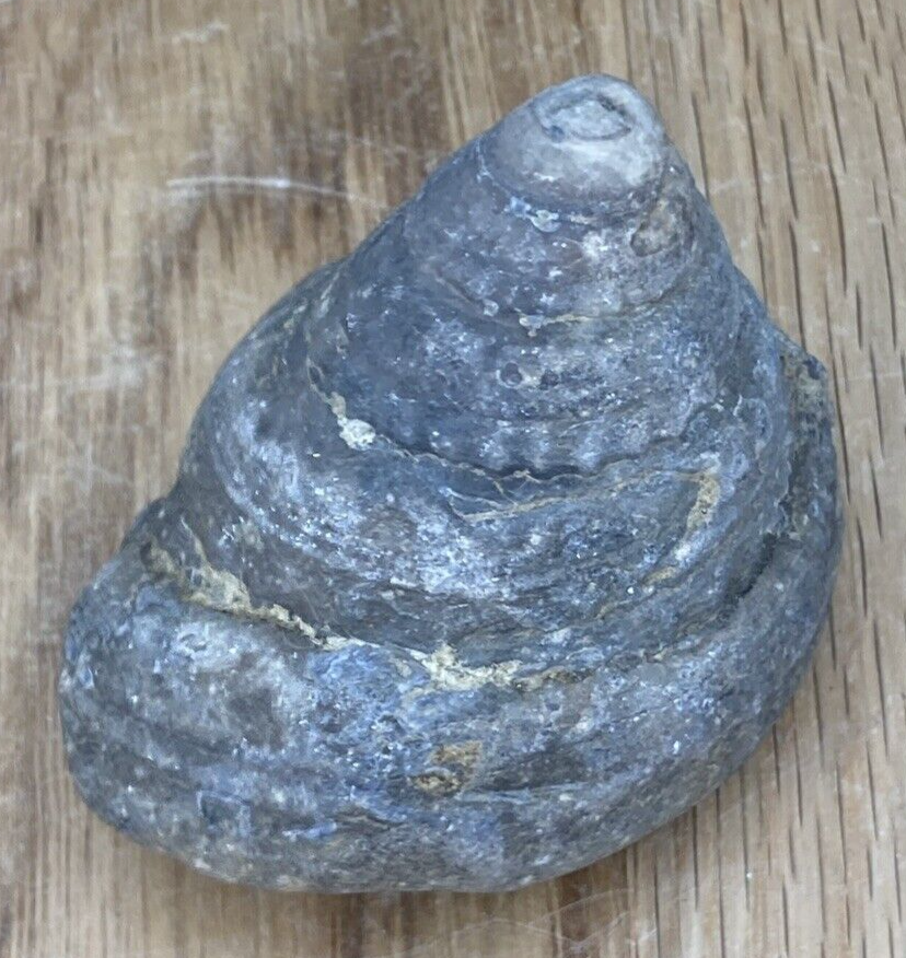 Fossil Specimen, Gastropod, 66mm