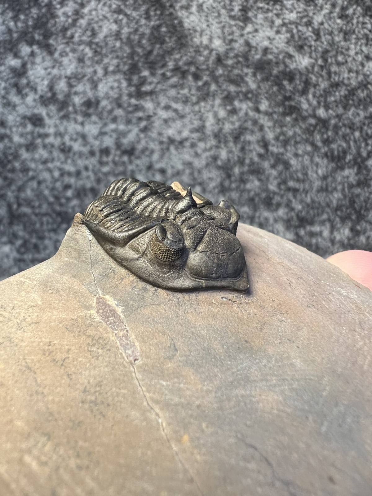 Metacanthina issoumourensis Trilobite Fossil – Collector Specimen