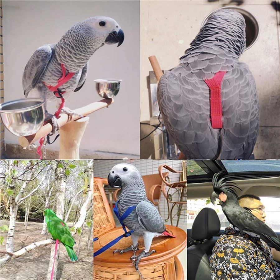 Bird Leash