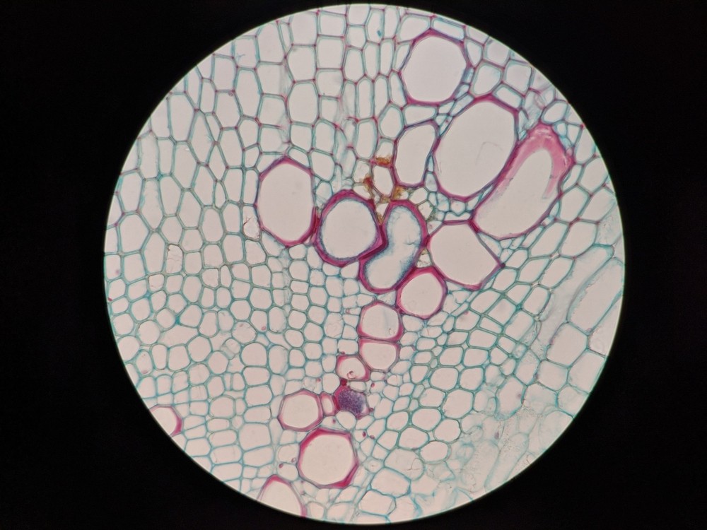 NIKON PLAN 50X/0.90 OIL WD 0.40 CFI INFINITY ECLIPSE MICROSCOPE OBJECTIVE