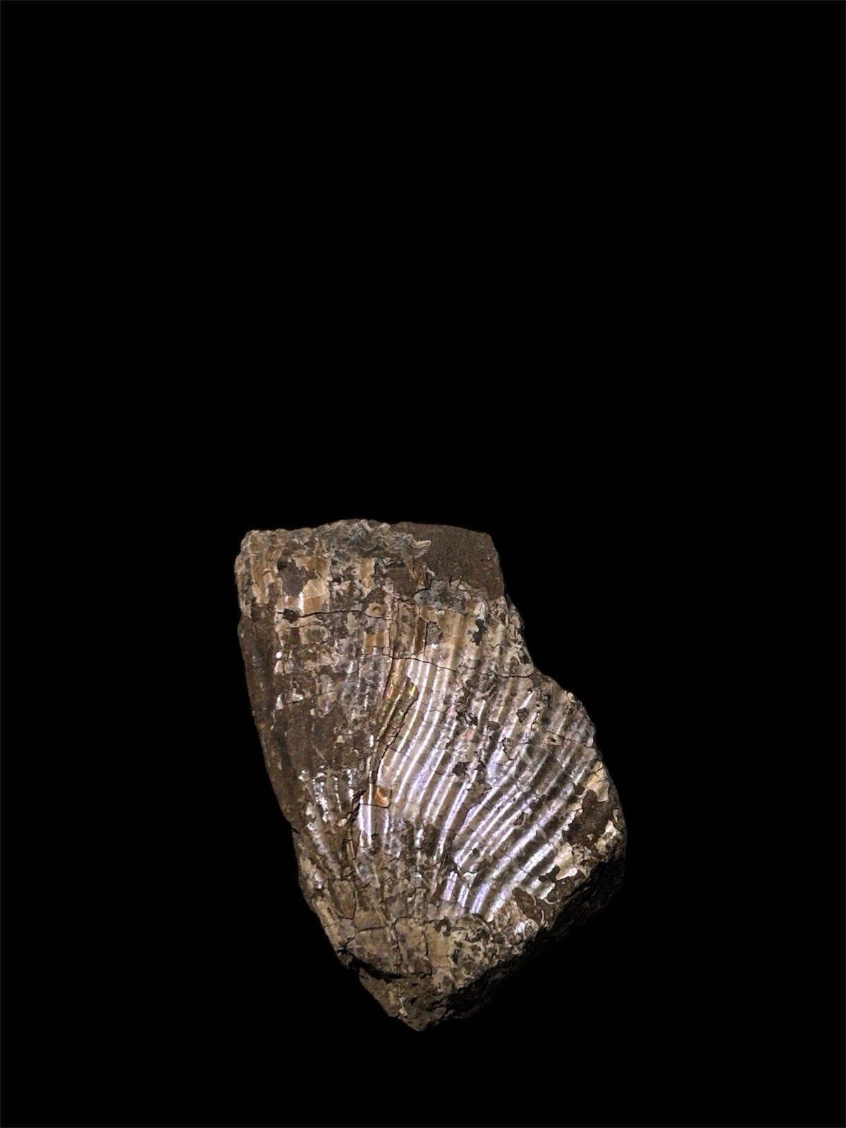 Ammonite Fossil Bundle Lot of 5 Specimens