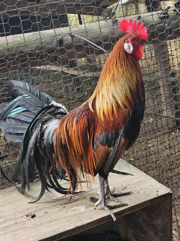 4 Golden Phoenix Chicken Hatching Eggs