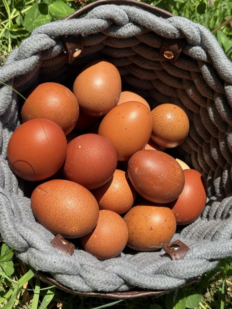 Black Copper Marans Hatching Eggs 8+