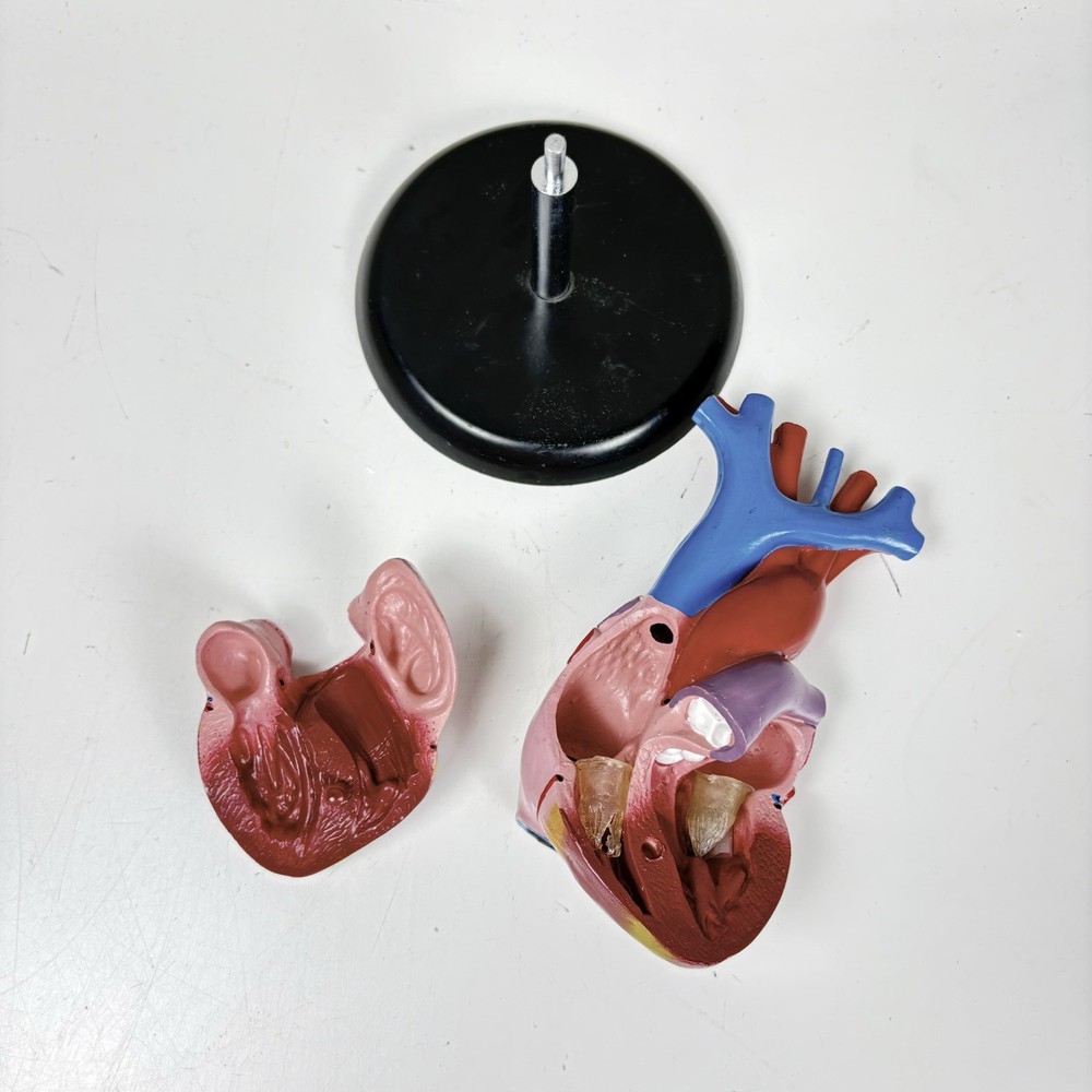 Human Heart Anatomical Model Medical Teaching Educational Display