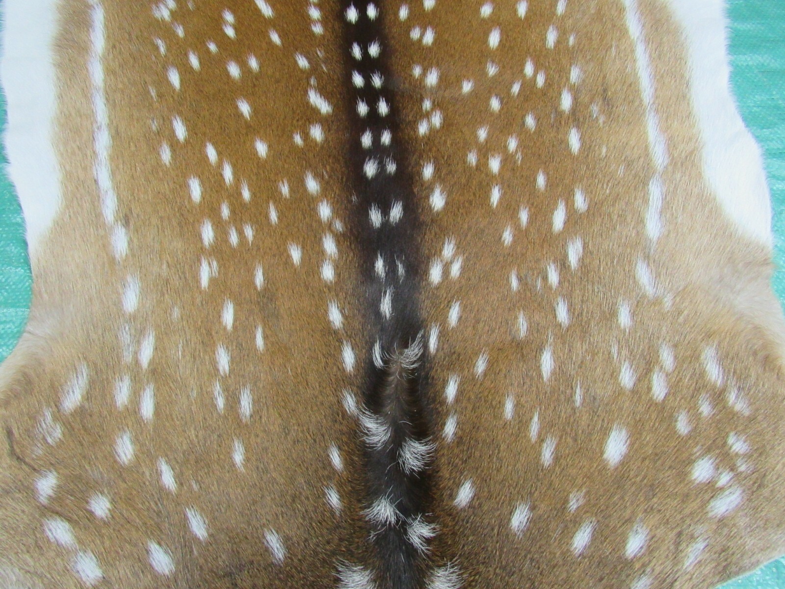 Axis Deer Skin Hide Average Size: 37" X 30" Top Grade Axis Deer Hide Top Grade