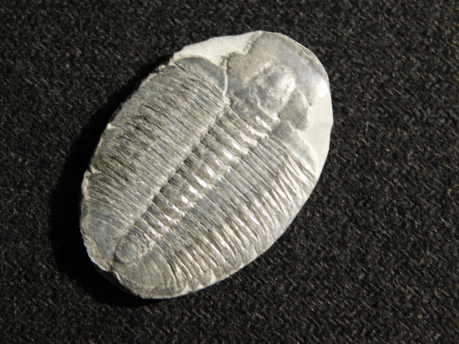 Elrathia TRILOBITE Fossil 100% Natural From Cambrian Utah 7.73