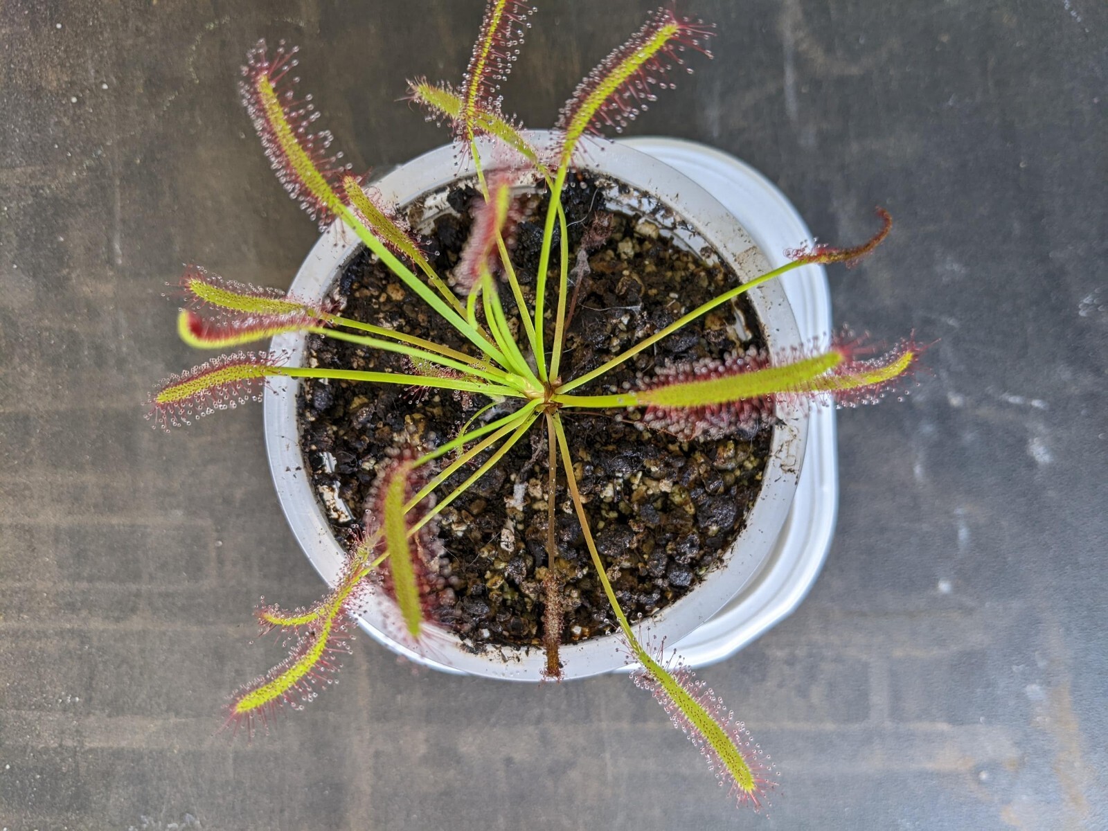 250+ Drosera capensis Cape sundew carnivorous plant seeds!